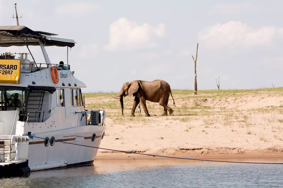 An elephant on the shore beside Corsaro