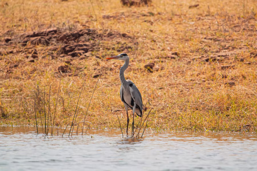 A grey heron at the water's edge
